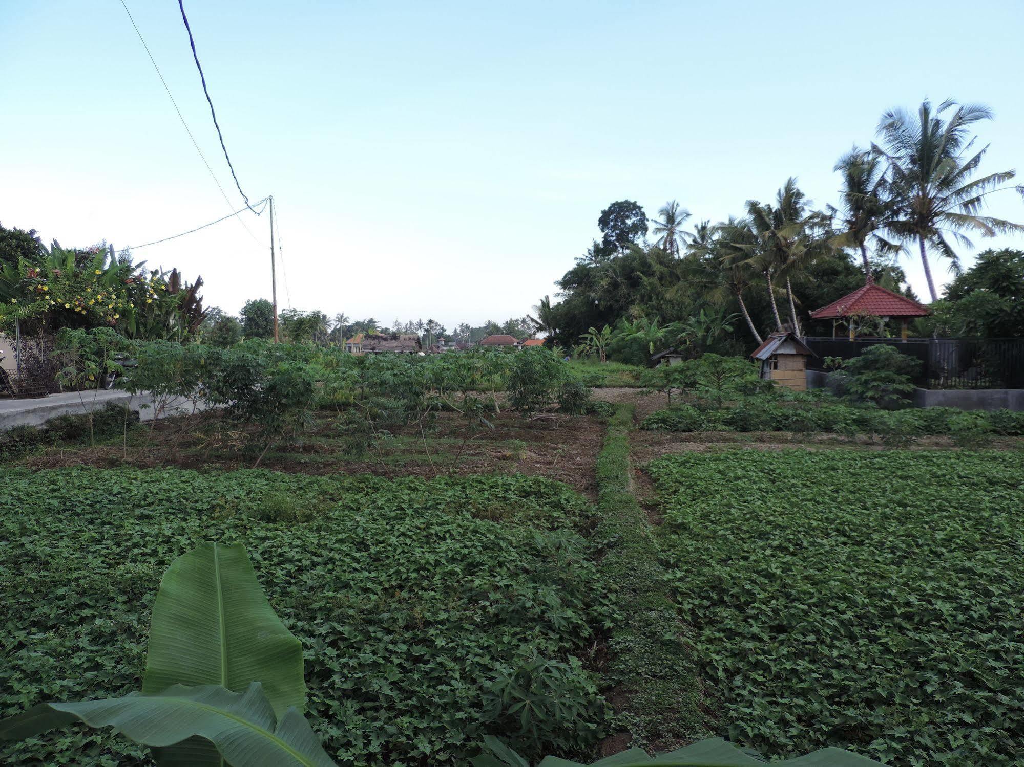 Duana'S Homestay Ubud Eksteriør bilde